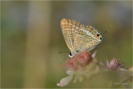 <p>MODRÁSEK CIZOKRAJNÝ (Lampides boeticus) Řecko - Kréta ---- /Long-tailed blue - Großer Wanderbläuling/</p>